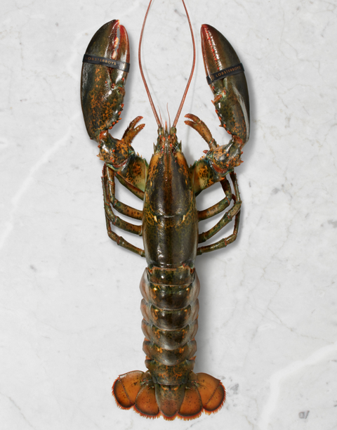 Live Quarter Lobsters - Lobsterboys