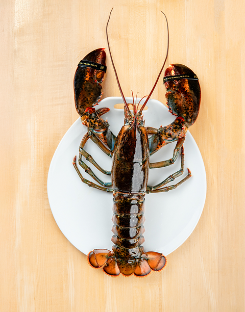 Live Quarter Lobsters - Lobsterboys