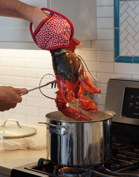 Live Quarter Lobsters - Lobsterboys
