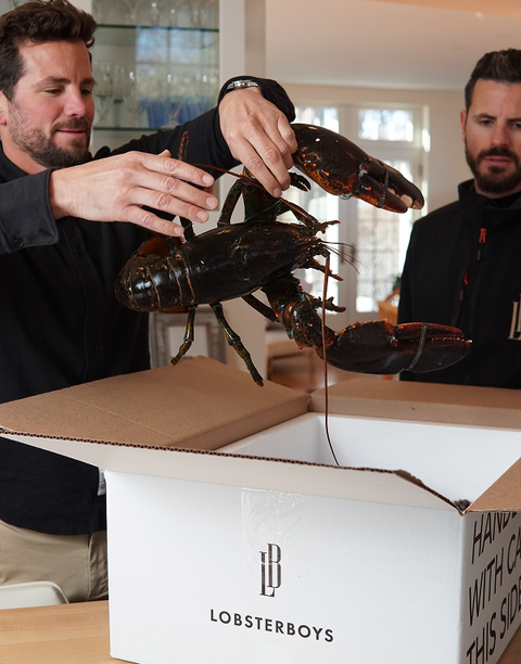 Live Quarter Lobsters - Lobsterboys